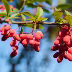 Allegheny Barberry 2