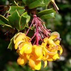 Darwin Barberry 3