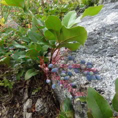 Creeping Hollygrape 2