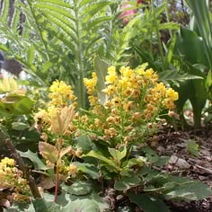 Creeping Hollygrape 4