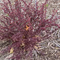 Japanese barberry 3