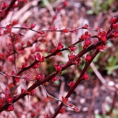 Japanese barberry 2