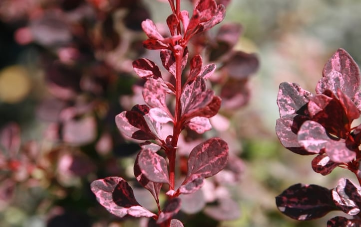 Japanese barberry