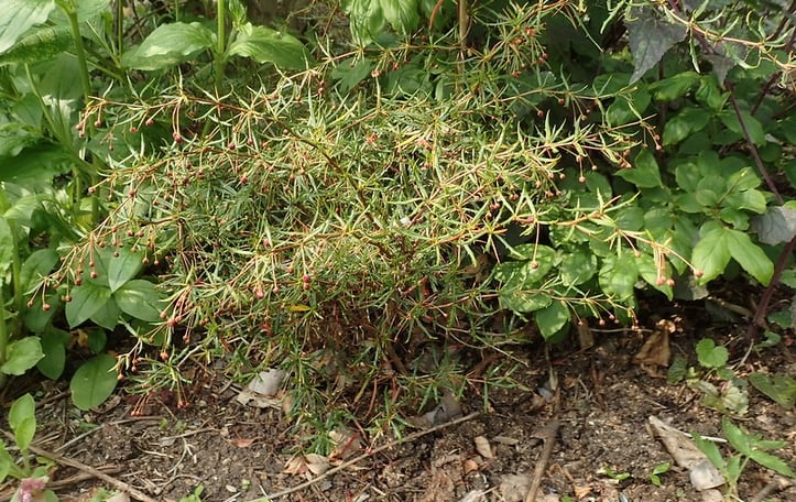 Threespine Barberry