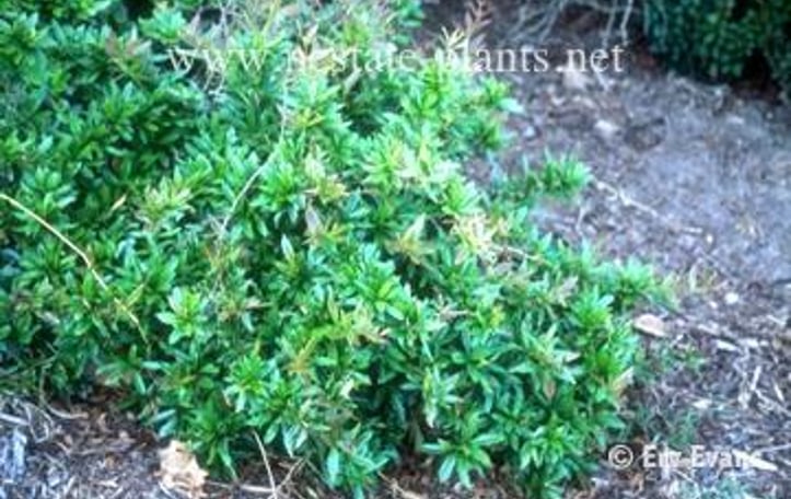 William Penn Barberry