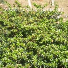 William Penn Barberry 2