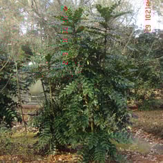 Arthur Menzies Berberis 2