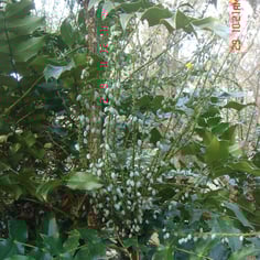 Arthur Menzies Berberis 3