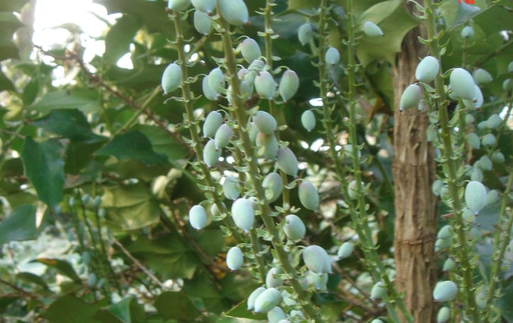 Arthur Menzies Berberis