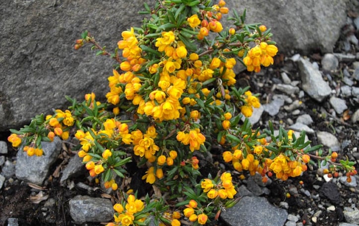 Compact coral barberry