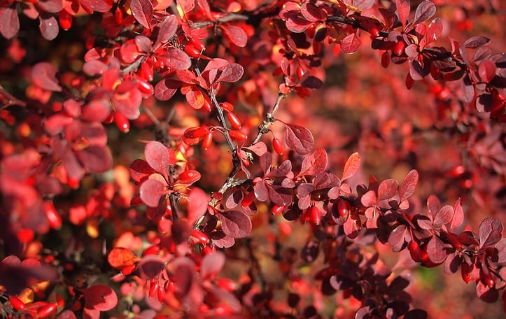 Barberry