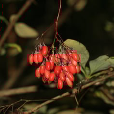 Barberry 2