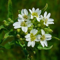 False Hoary Madwort 2