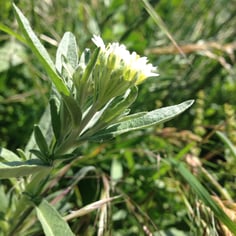 False Hoary Madwort 3