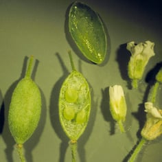 False Hoary Madwort 4