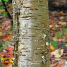 Golden Birch 4