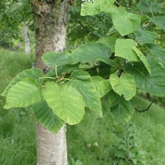 Monarch Birch 3