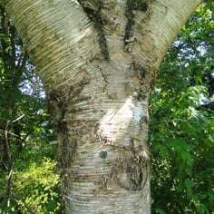 Monarch Birch 4