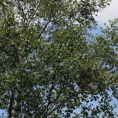 Asian White Birch 4