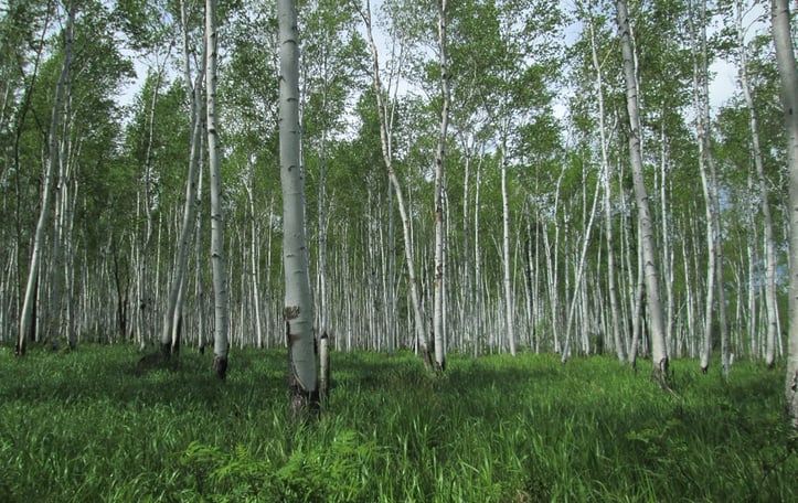 Asian White Birch