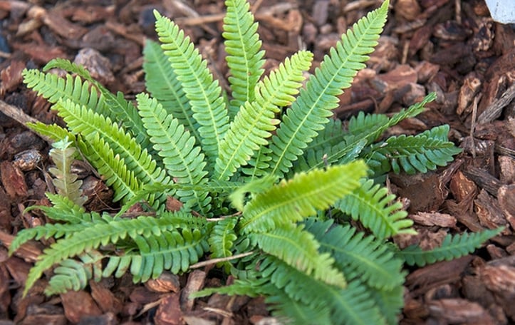 Deer Fern