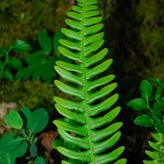 Deer Fern 2