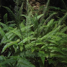 Deer Fern 3
