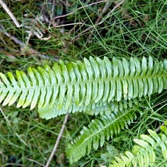 Deer Fern 4