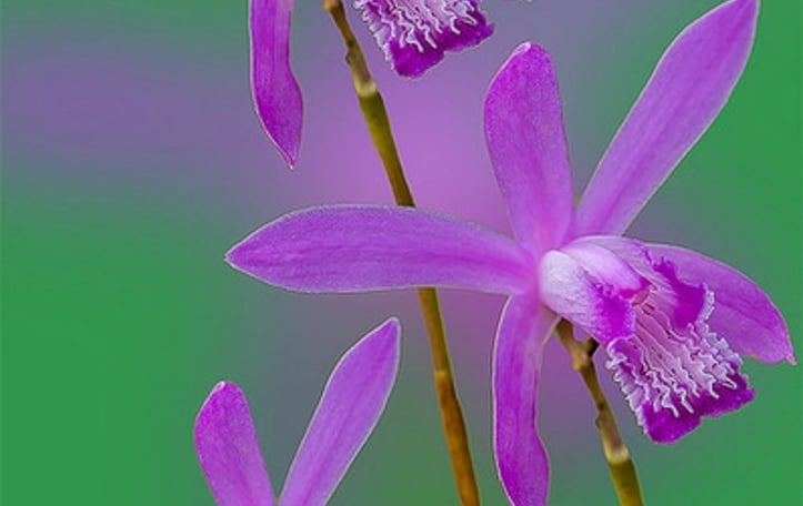 Chinese Ground Orchid