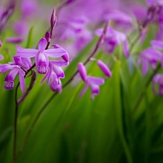 Chinese Ground Orchid 2