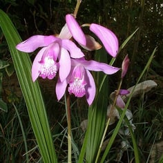 Chinese Ground Orchid 4