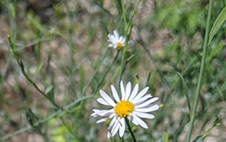 Carolina Doll's Daisy