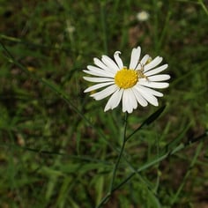 Carolina Doll's Daisy 2