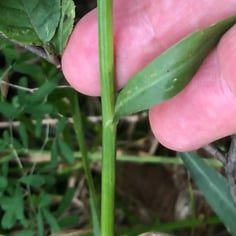 Carolina Doll's Daisy 3