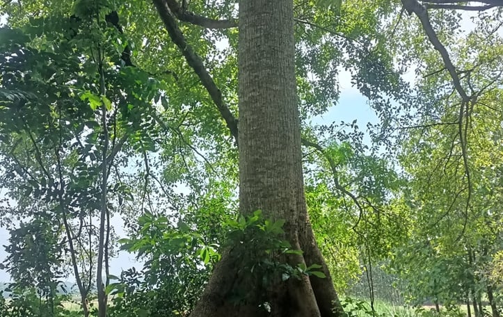 Kapok Tree