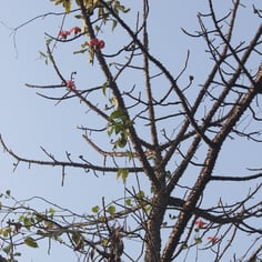 Kapok Tree 3