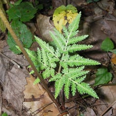 Cut-leaf Grape Fern 2