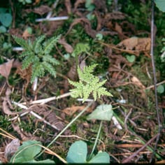 Cut-leaf Grape Fern 3