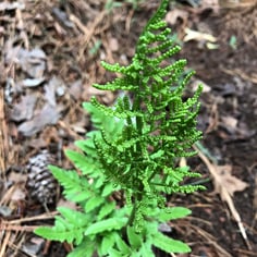 Cut-leaf Grape Fern 4
