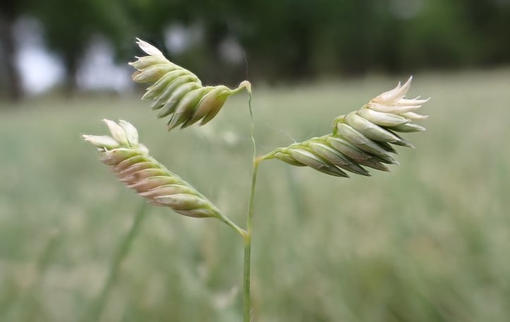 Buffalograss