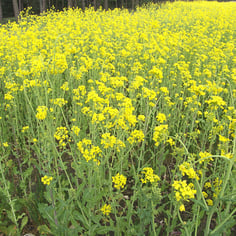 Oilseed rape 2