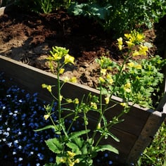 Curled Kitchen Kale 4