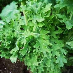 Curled Kitchen Kale 3