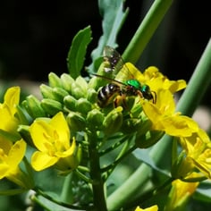 Curled Kitchen Kale 2