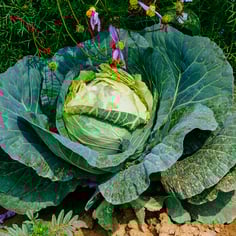 Cabbage 3