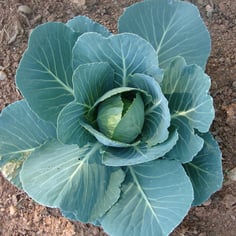 Cabbage 4