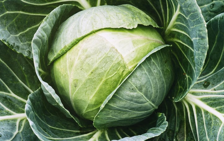 Cabbage
