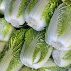 Cabbage 2