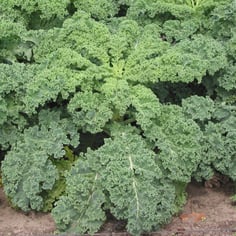 Curly Kale 2