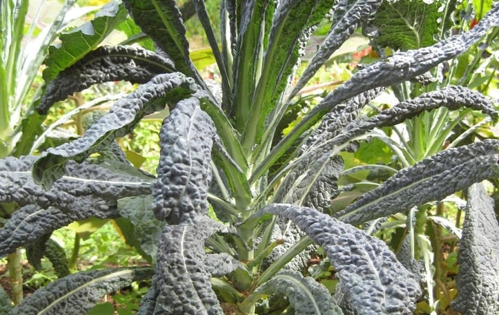 Dinosaur Kale